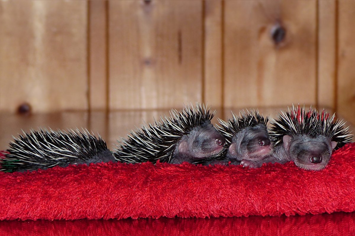 Еж картинка Shutterstock