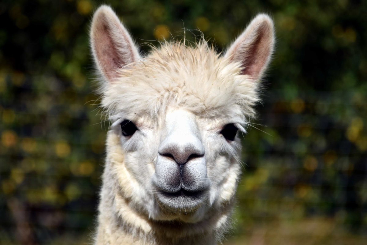 Лама альпака белая