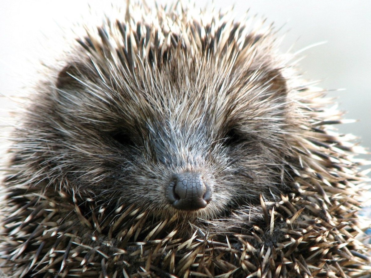 Ландак Дикобраз