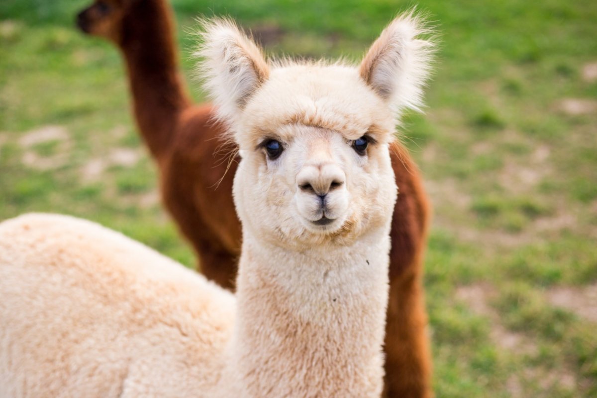 Лама с зубами