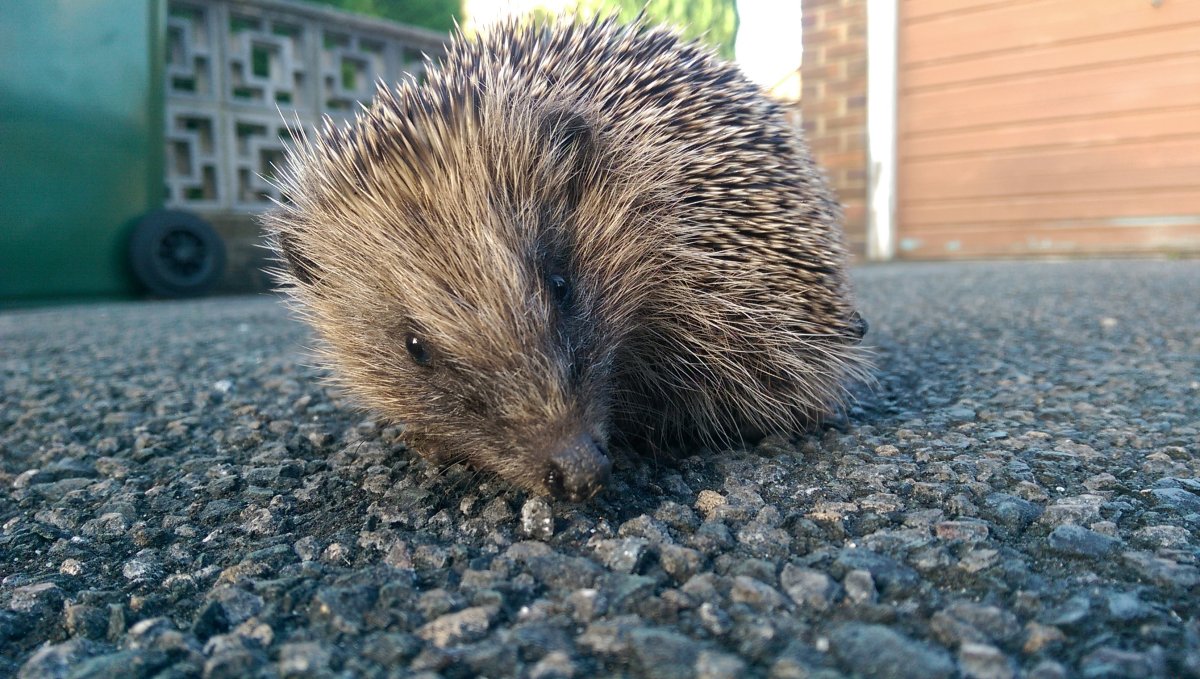 Голобрюхий ёж