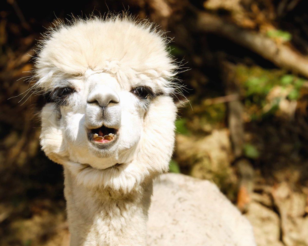 Верблюд с прической