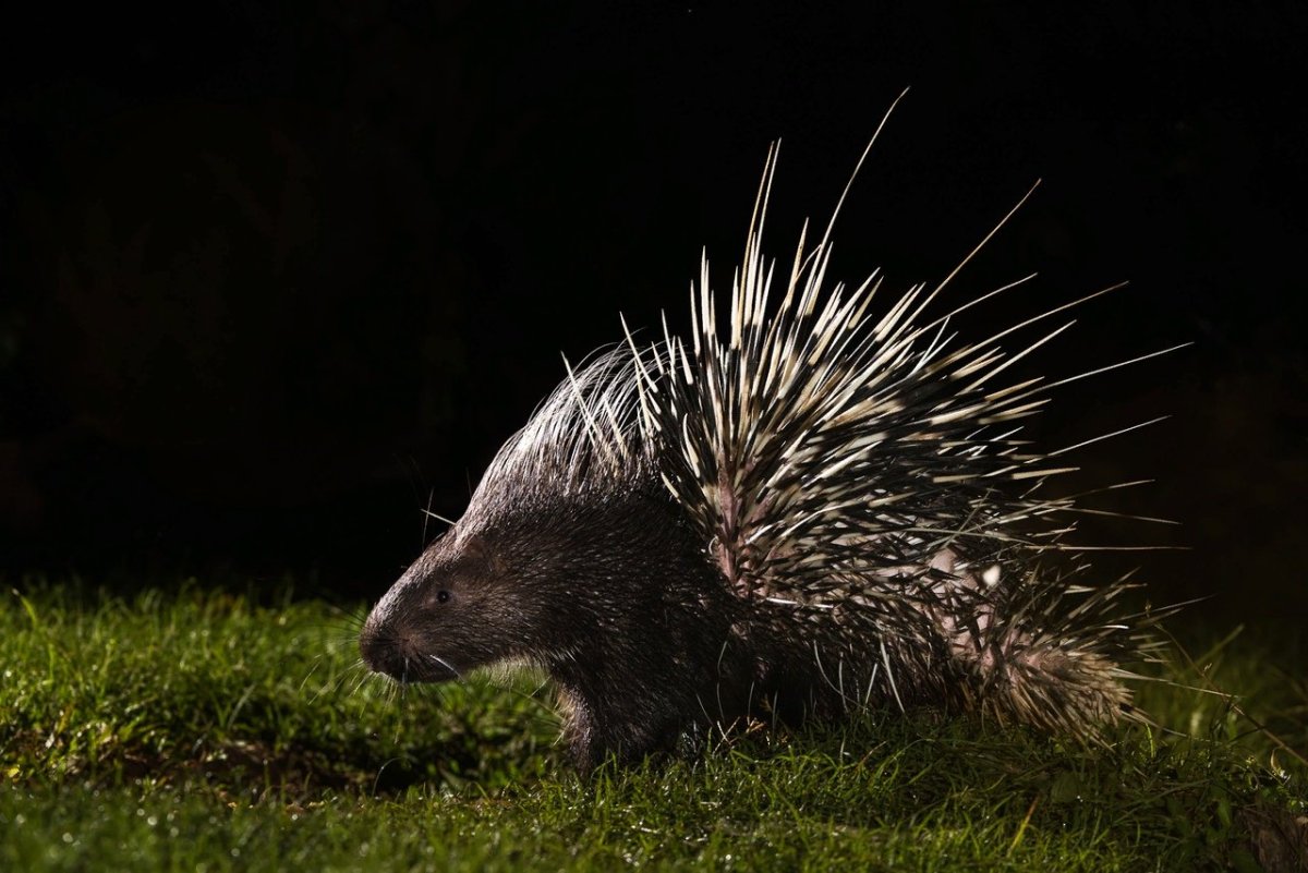 Древесный Дикобраз поркупин