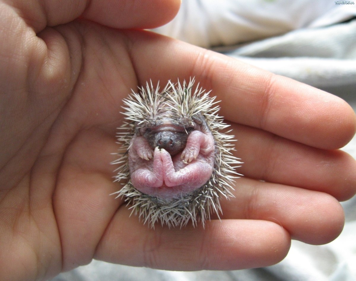Славянский свернувшийся еж