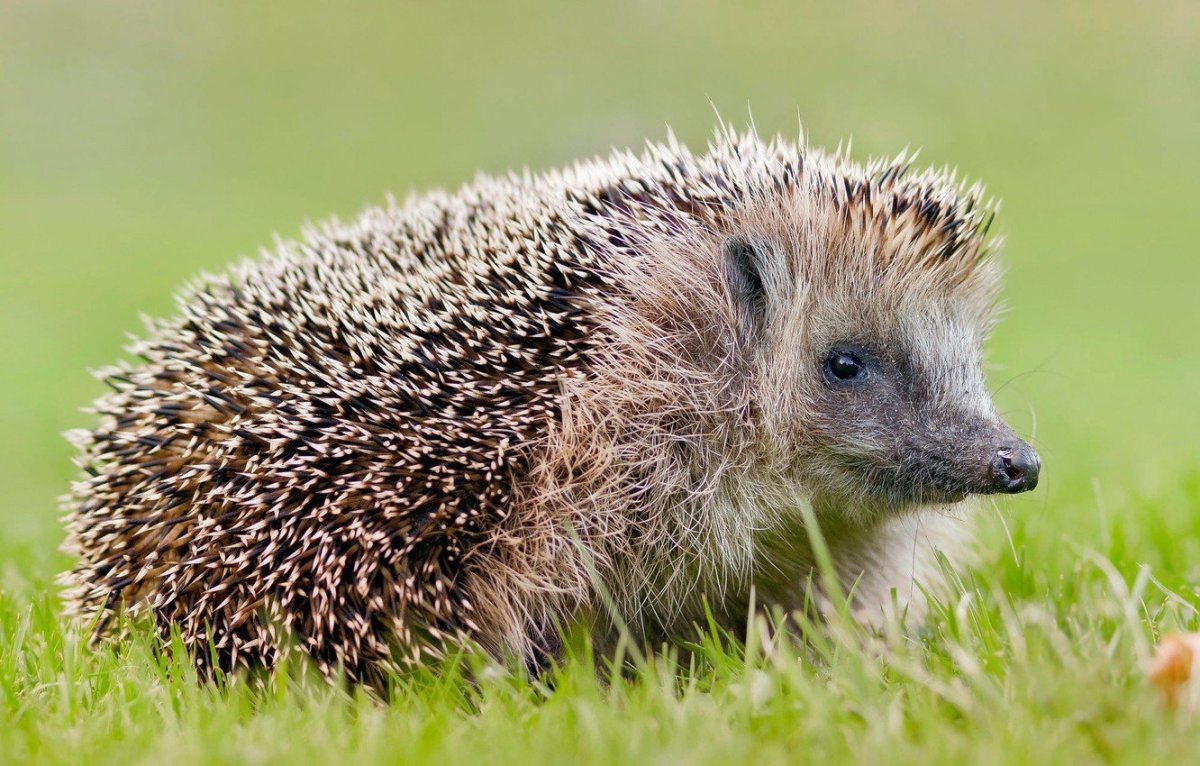 Обыкновенный ёж