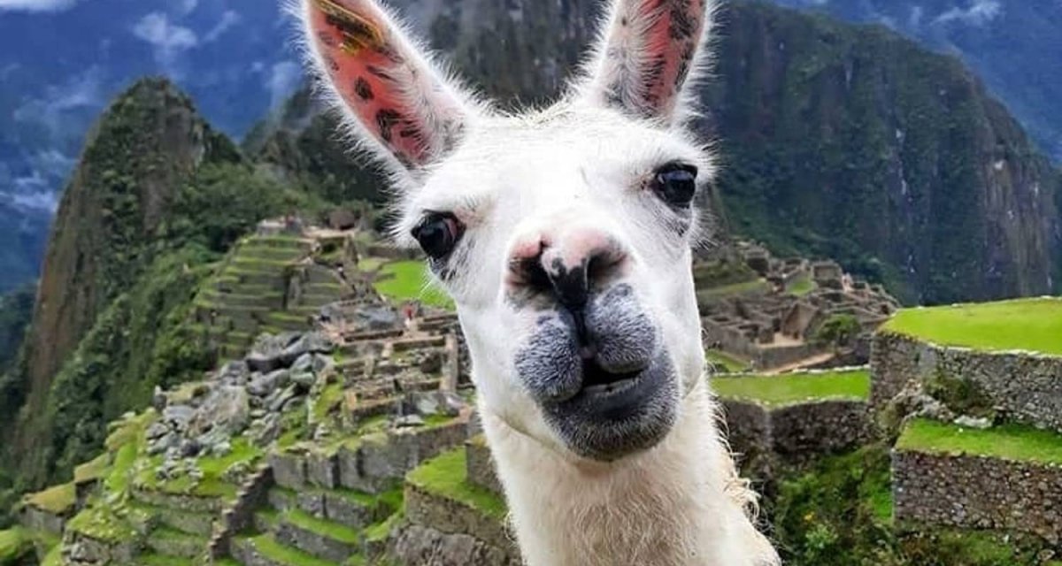 Перу альпаки ламы Мачу Пикчу