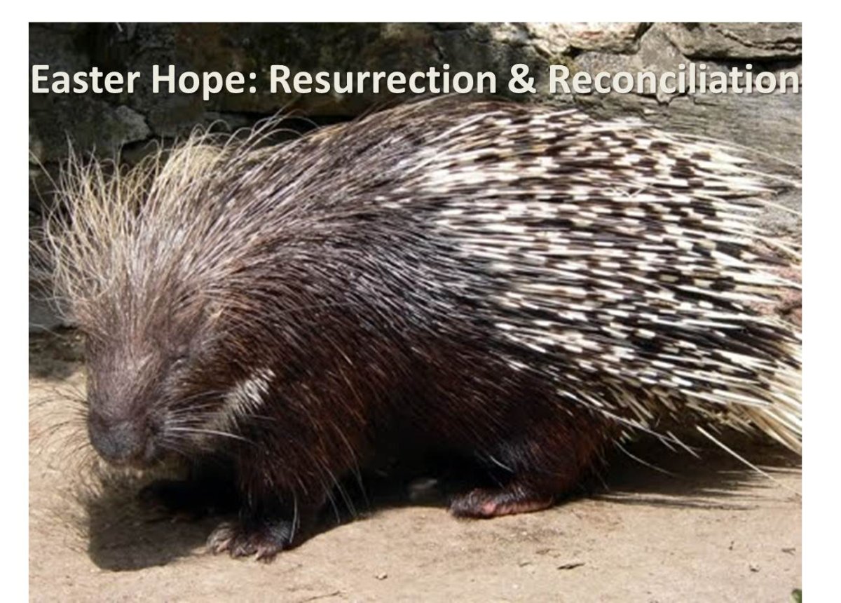 Молодые ежата