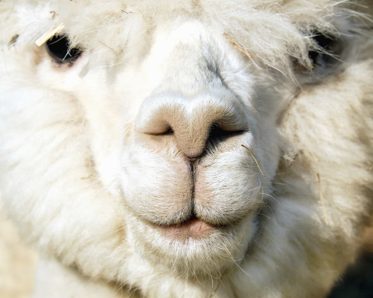 Lama face'