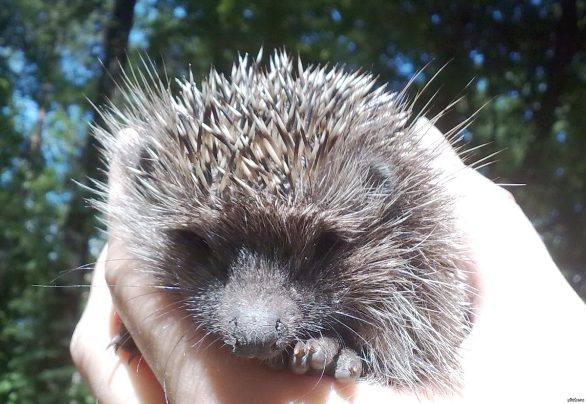 Новорожденные Ежи