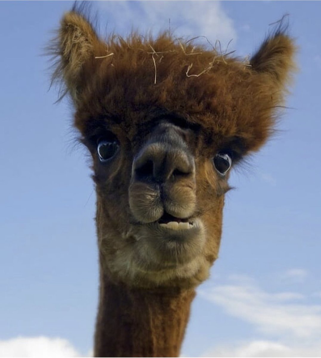 Верблюд лама альпака