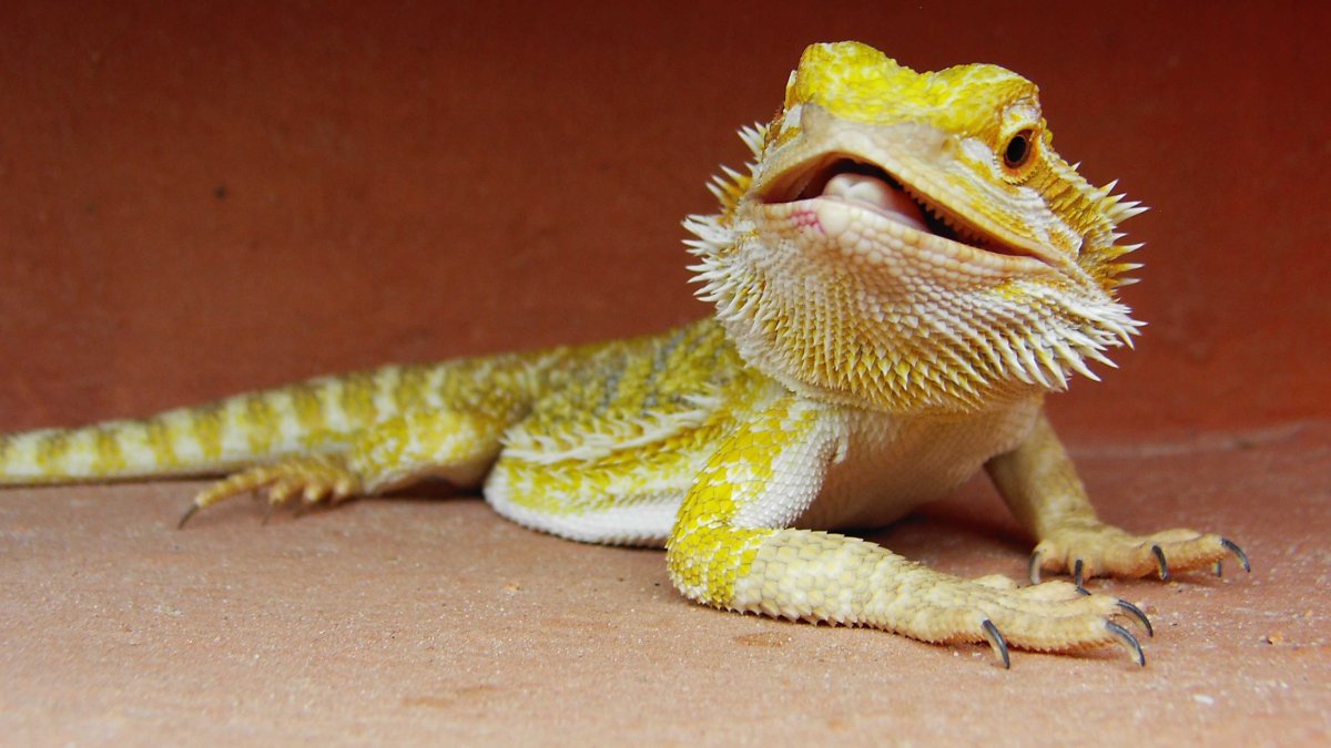 Бородатая агама голубая