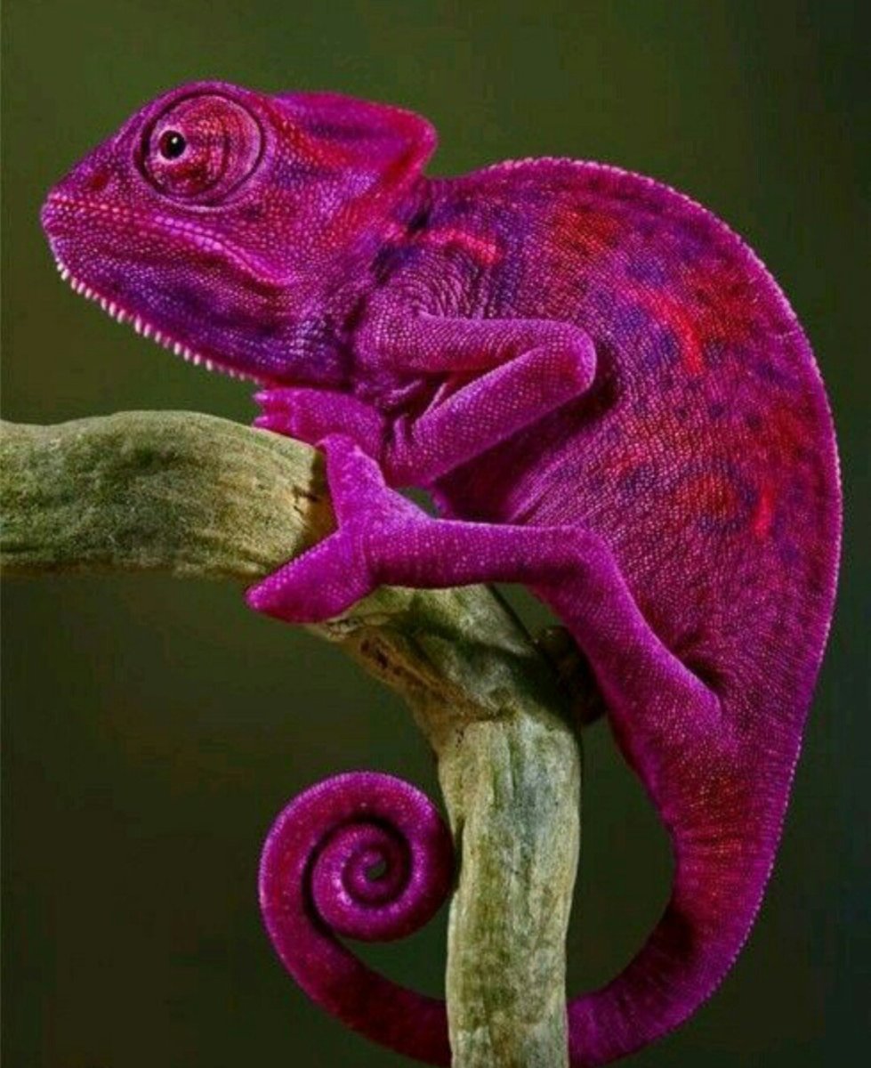 Пантеровый хамелеон