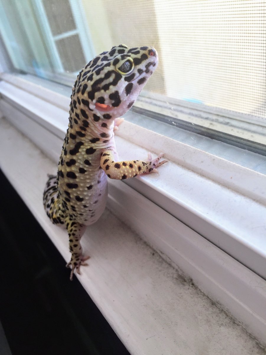 Ящерица геккон эублефар