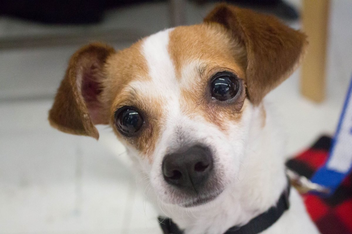 Jack Russell s Chihuahua