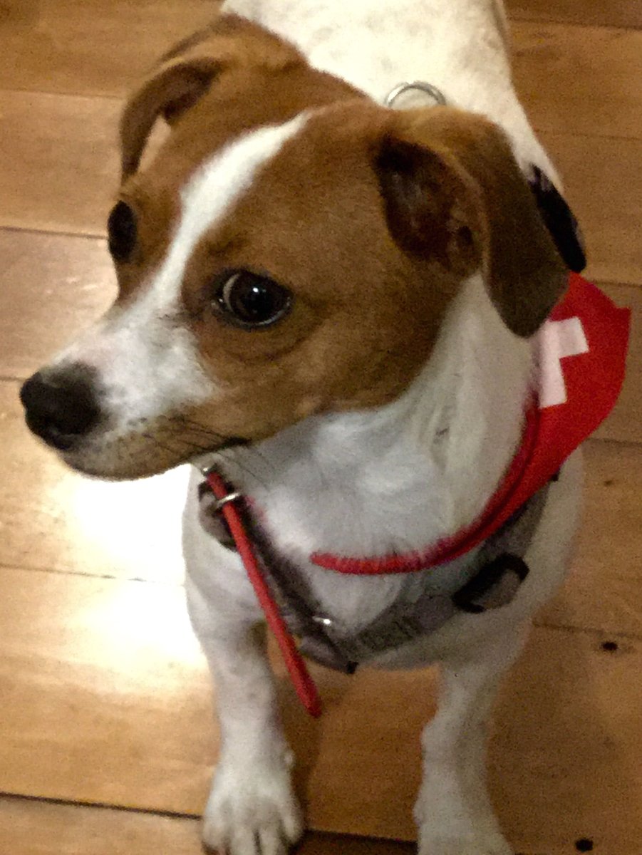 Чихуахуа и Родригес