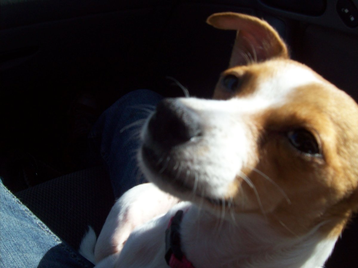 Метис Джек Рассела