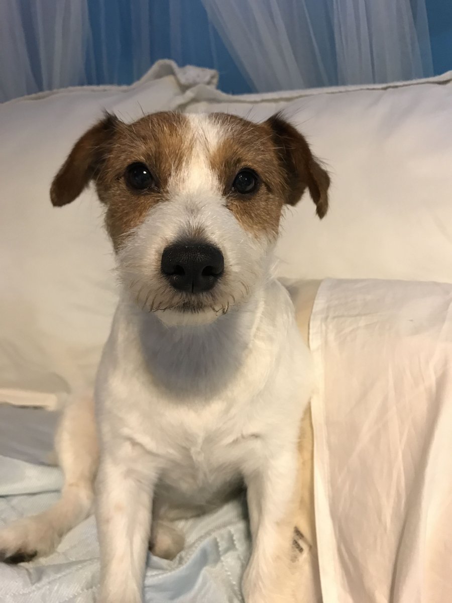 Метис Рассел терьера