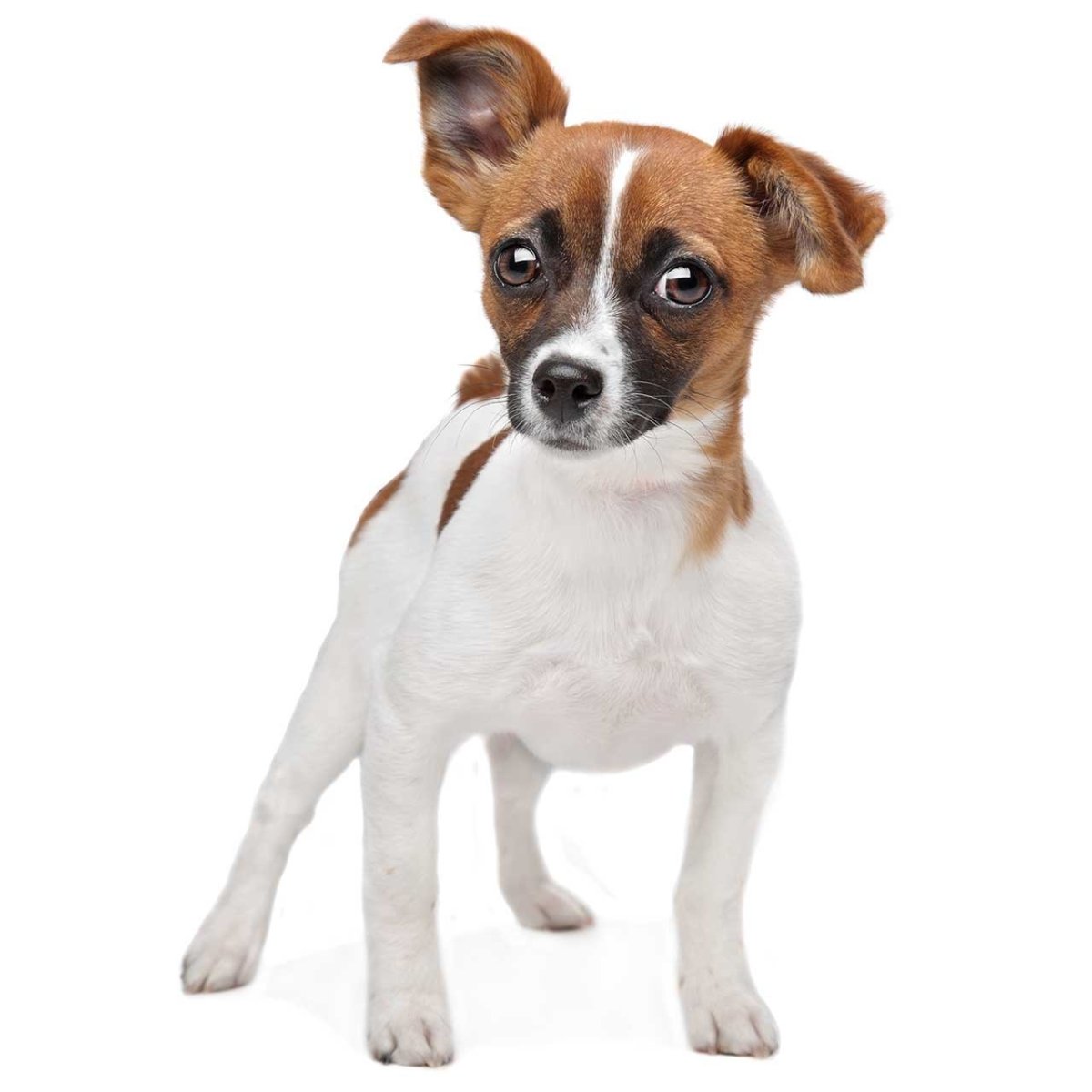 Джек чи терьер