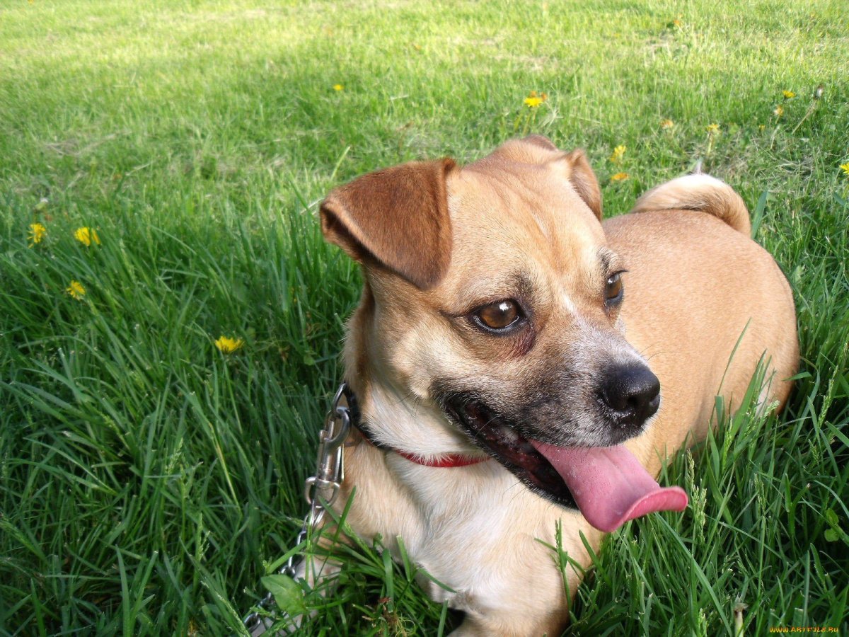 Джек-Рассел-терьер метис с чихуахуа