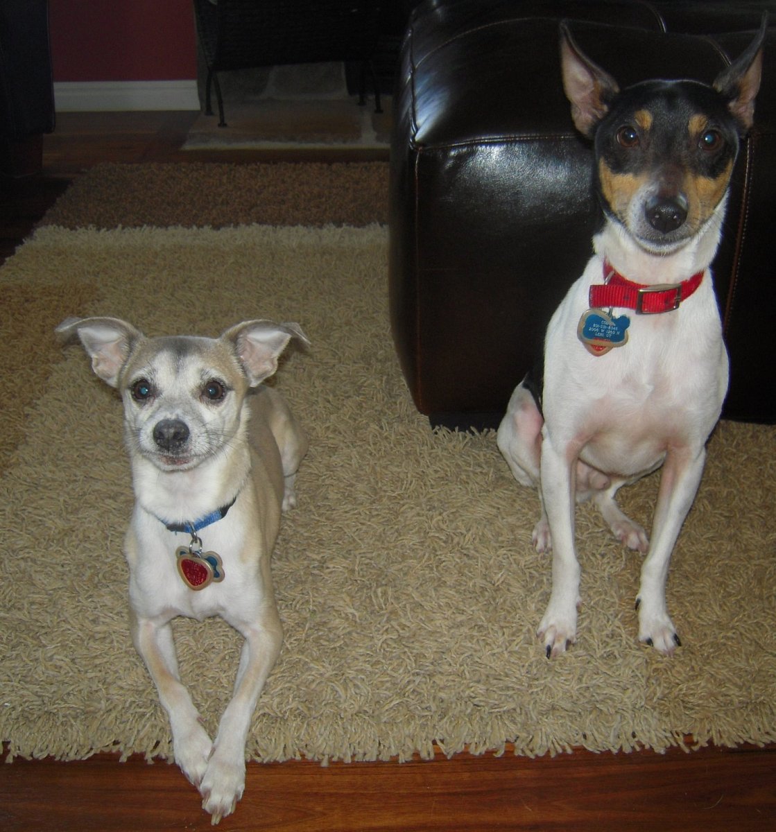 Гибрид чихуа и Джек Рассел