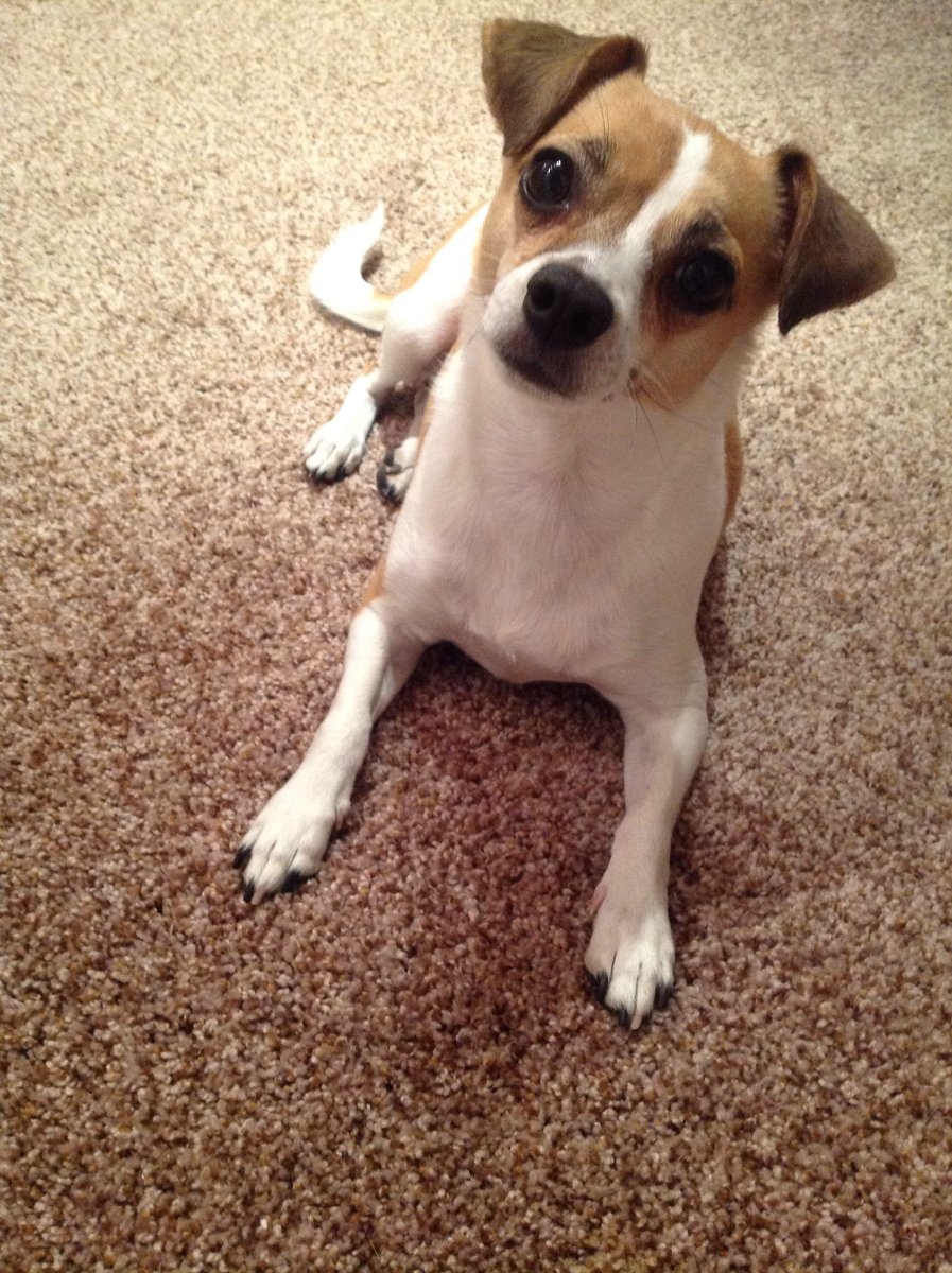 Метис Джек Рассела