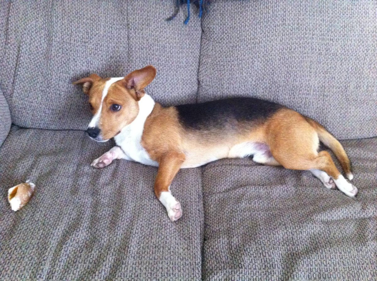 Левретка и Джек Рассел