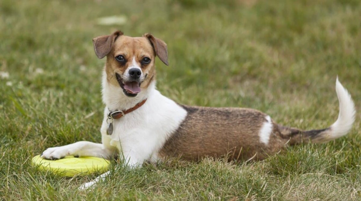 Левретка терьер