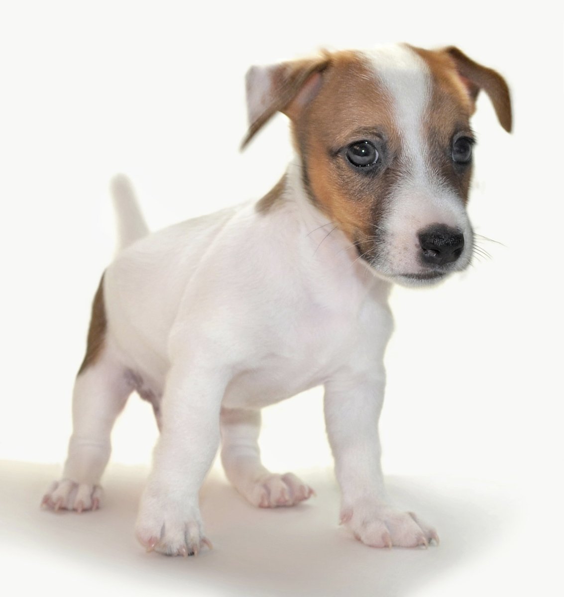 Джек-Рассел-терьер помесь