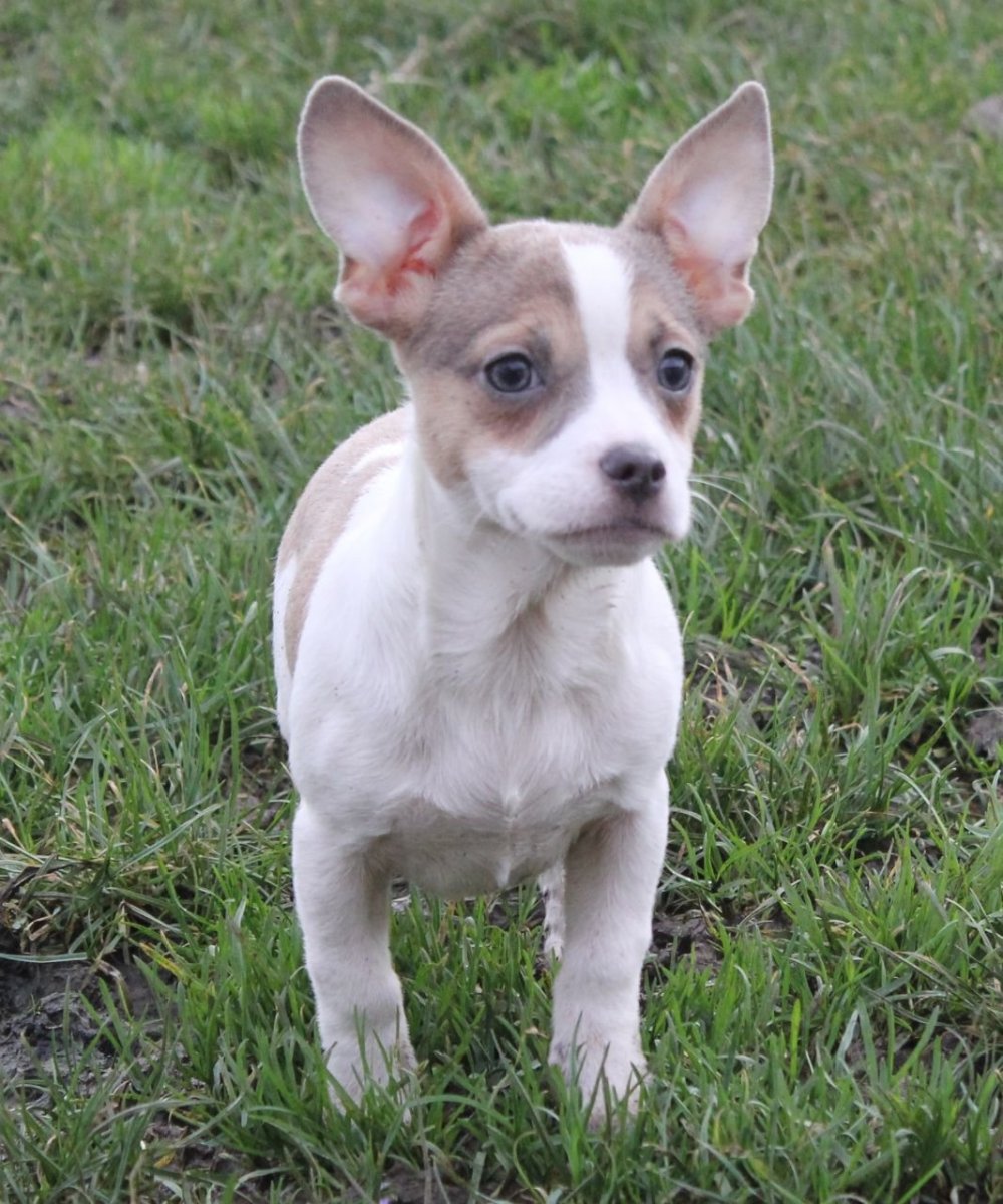 Метис чихуахуа Джек