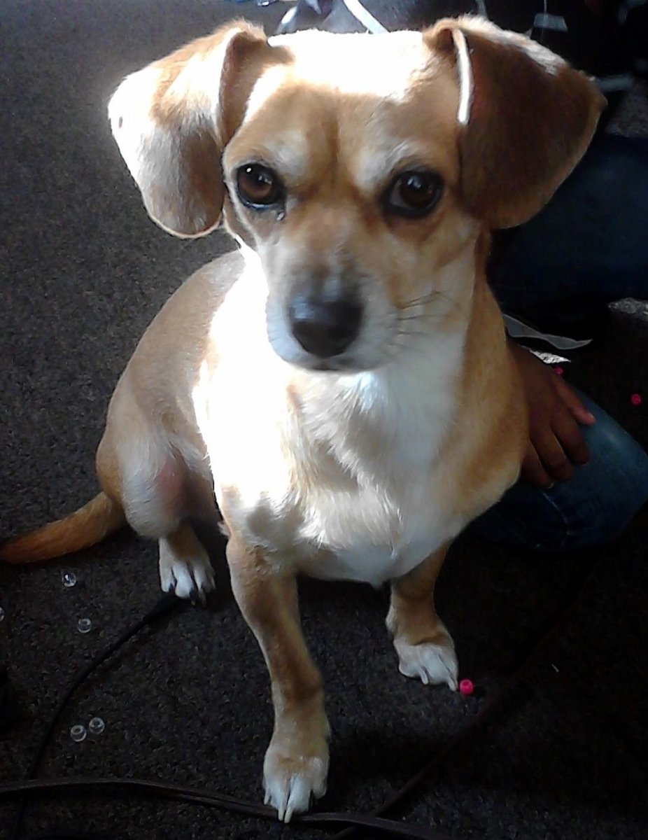 Чихуахуа скрещенный с пинчером