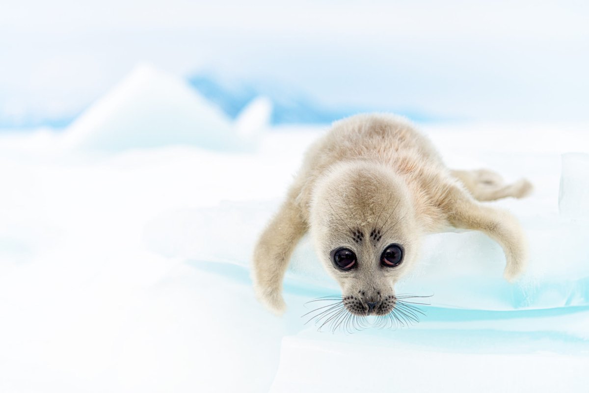 Байкальская Нерпа Белек