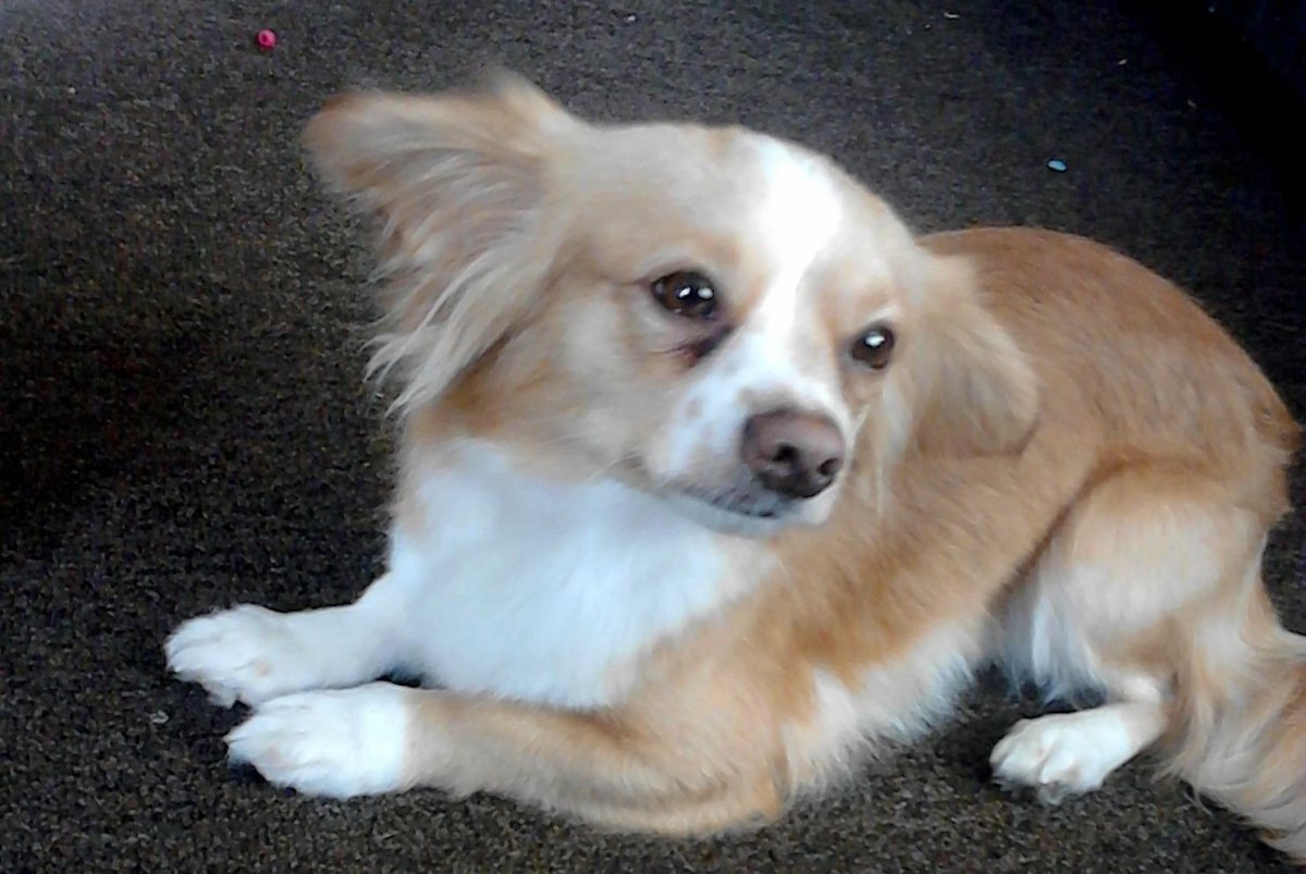 Метис Джек Рассела и шпица