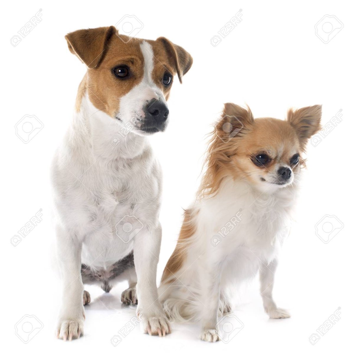 Джек Рассел терьер и чихуа