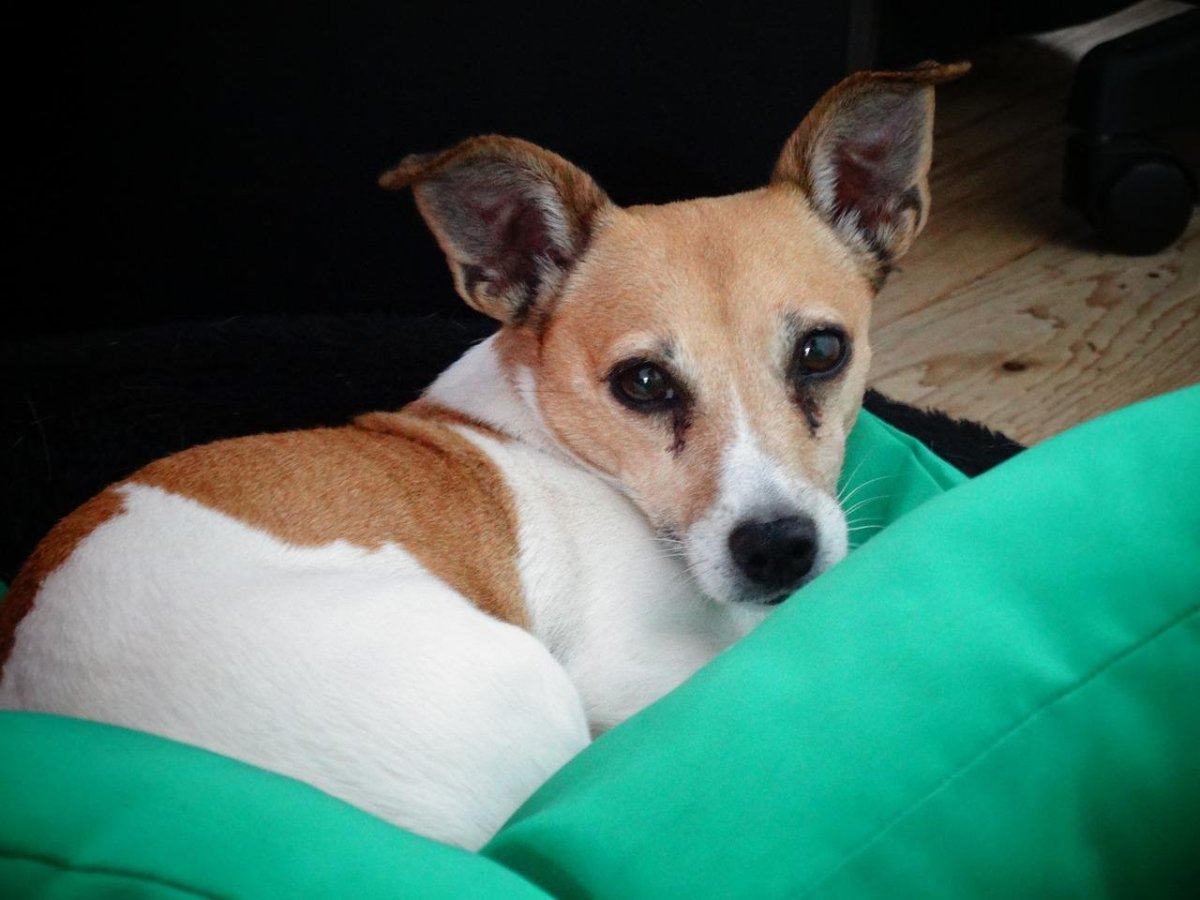 Фокс Рассел терьер гладкошерстный