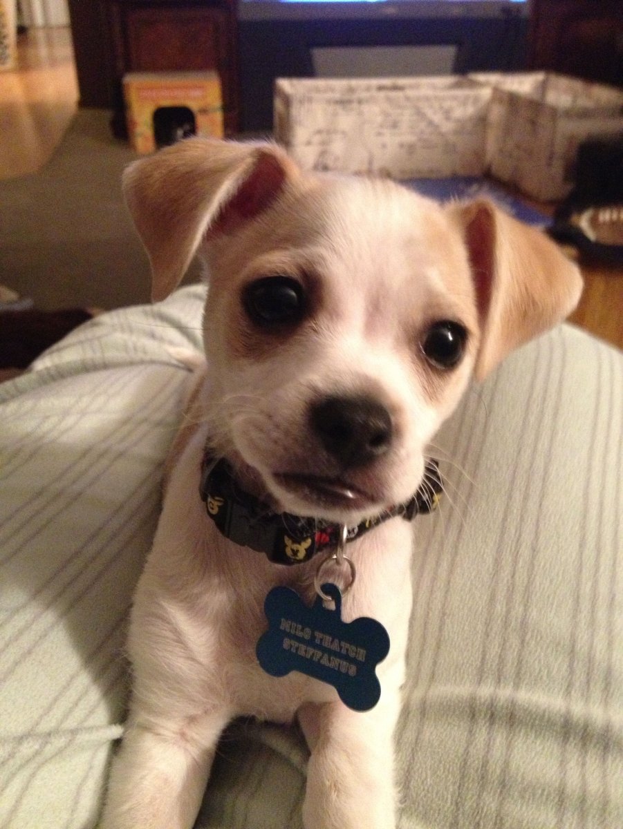 Метис Джек Рассела и чихуахуа