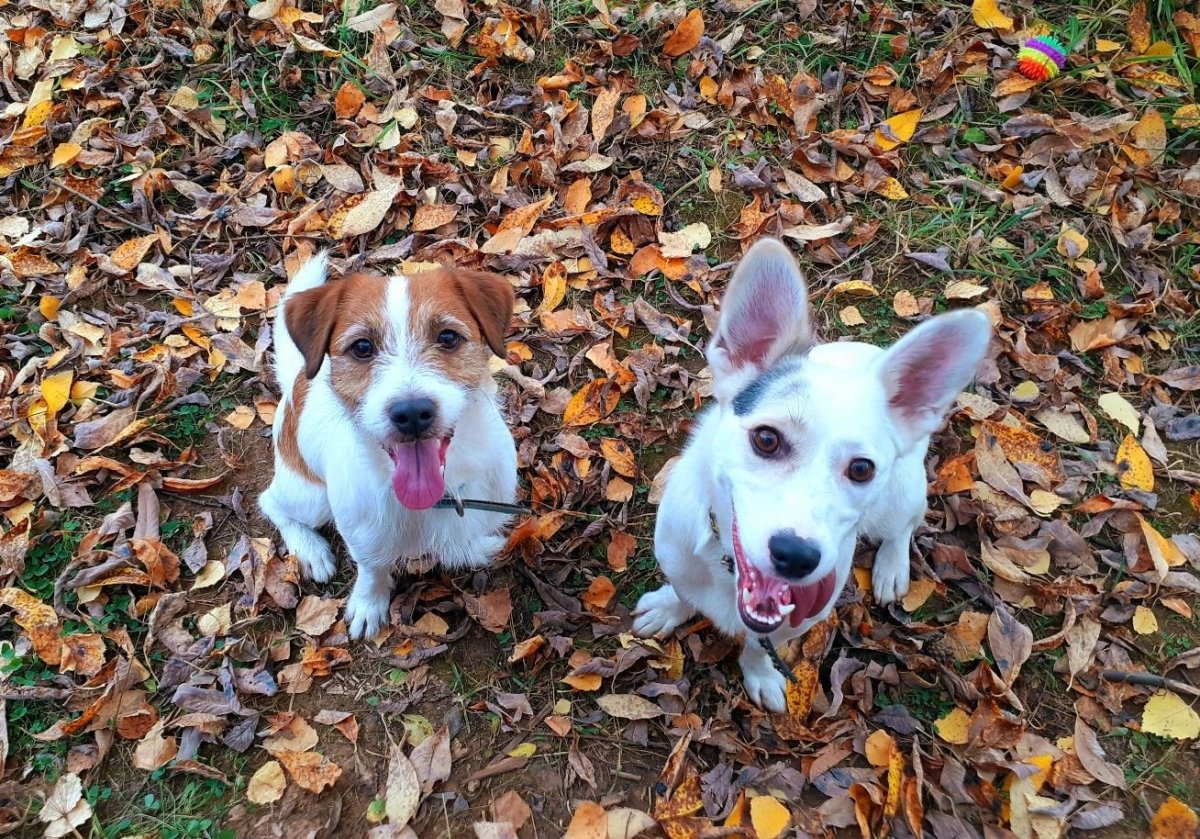 Щенята Джек чи и чихуахуа