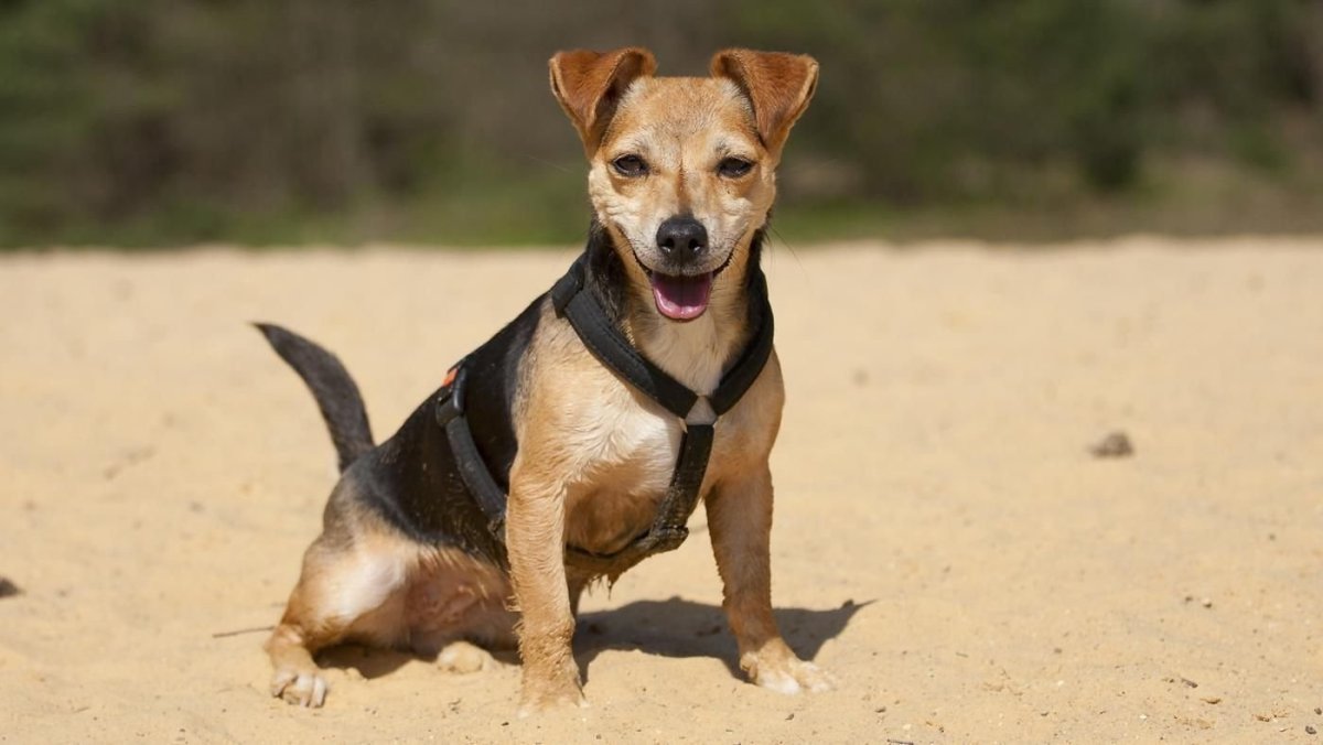 Корги и чихуахуа