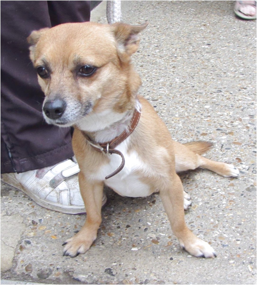 Бигль и корги