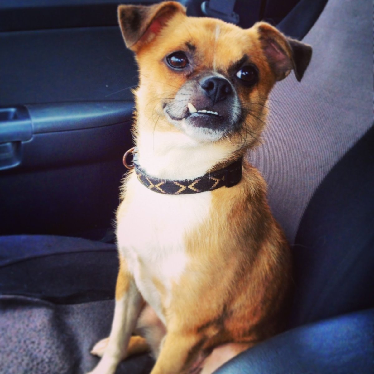 Чихуахуа Рассел