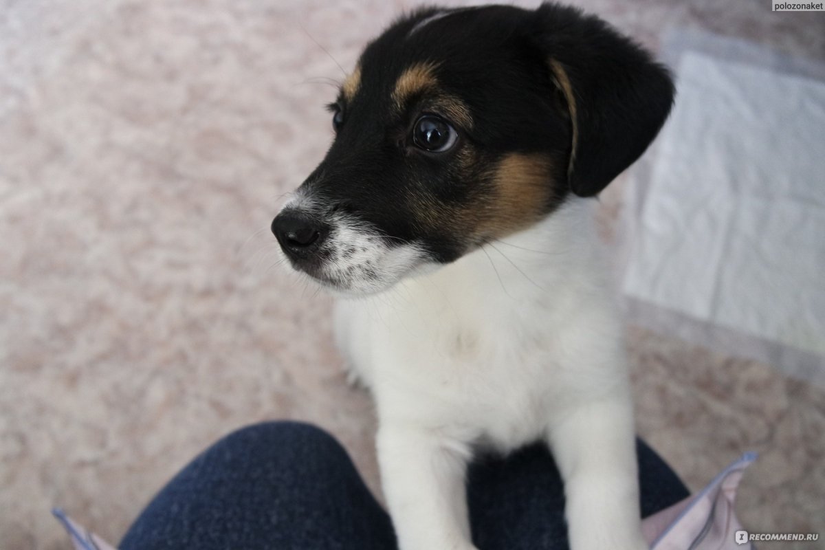 Помесь Джек Рассела и таксы