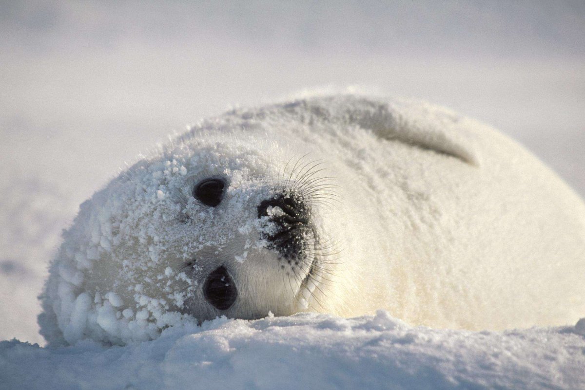 Белёк детеныш тюленя