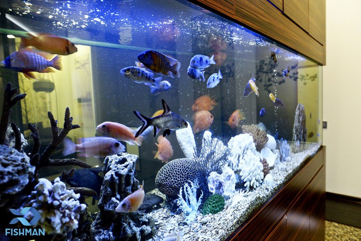 Аквариум с большими рыбами