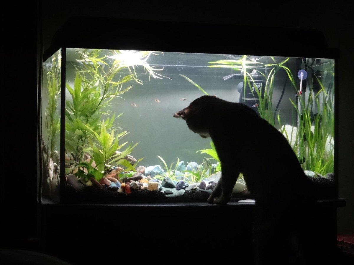 Кот и рыбка в аквариуме