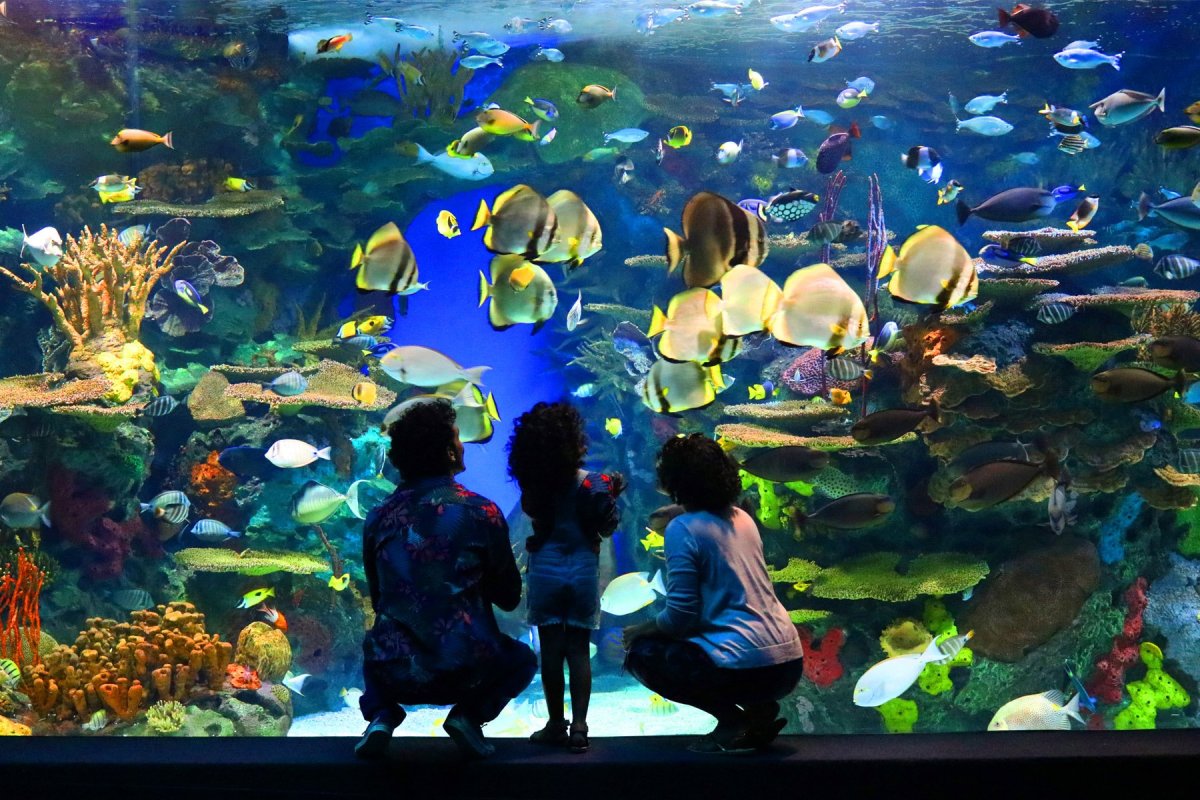 Океанариум Рипли Торонто