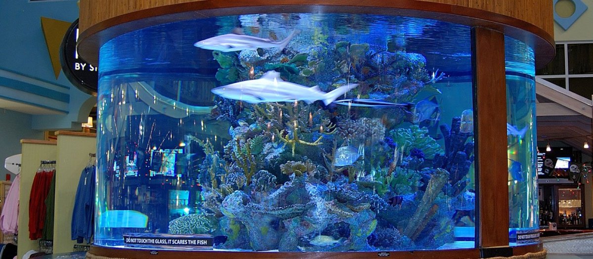 Рыбы в большом аквариуме