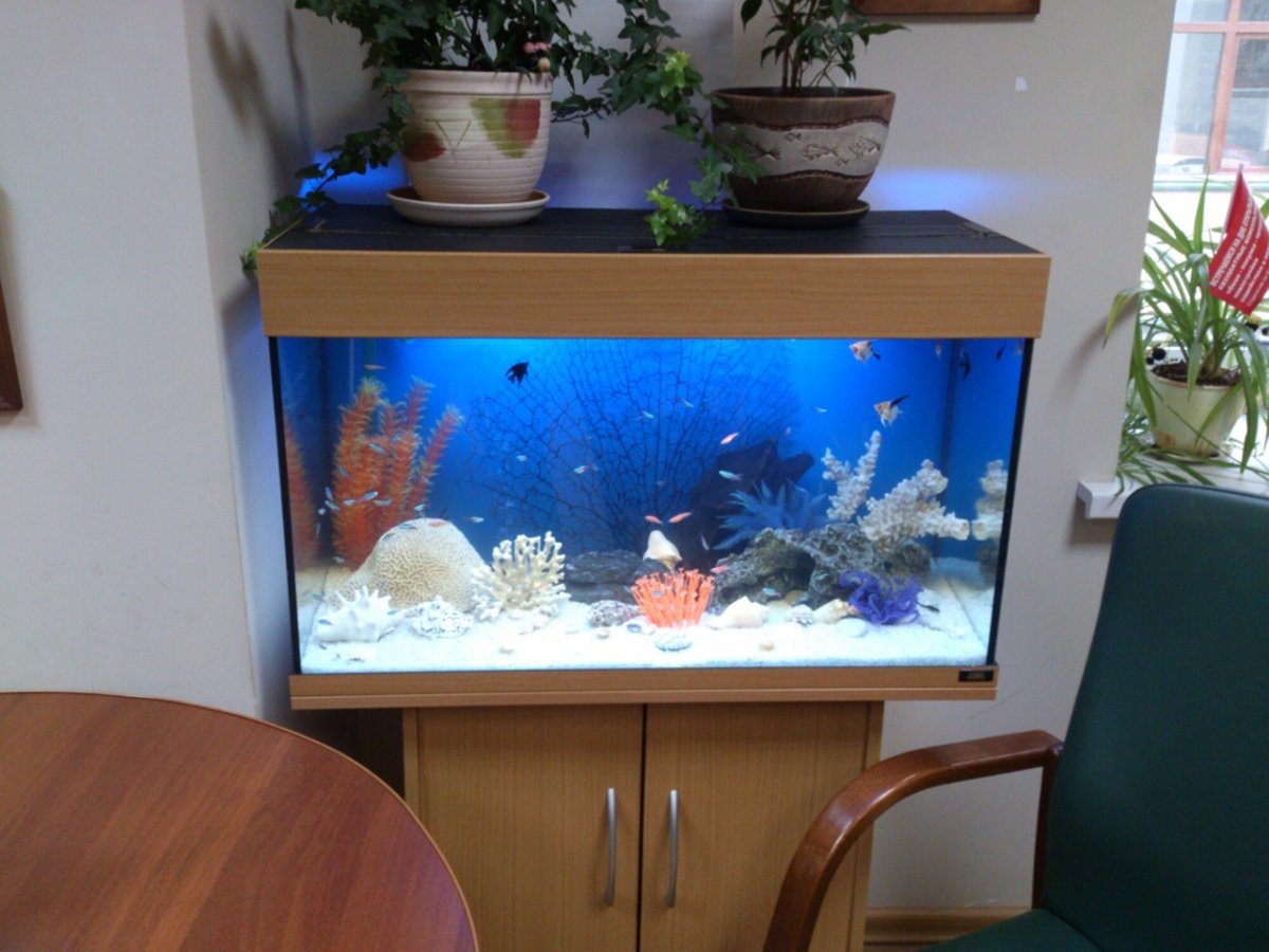 Маленький офисный аквариум
