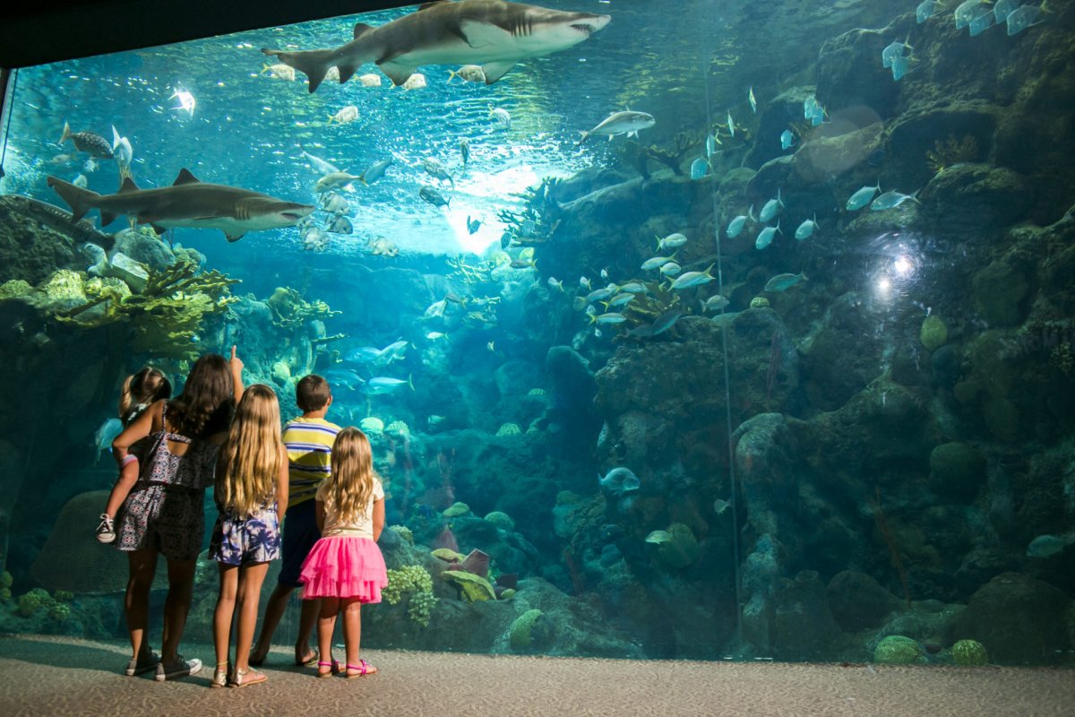 Рыбки для аквариума