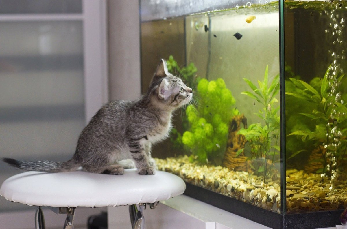 Аквариум с рыбками для кошек