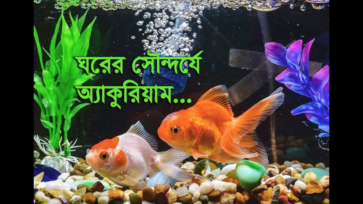 Aquarium Aqua Skype Goldfish