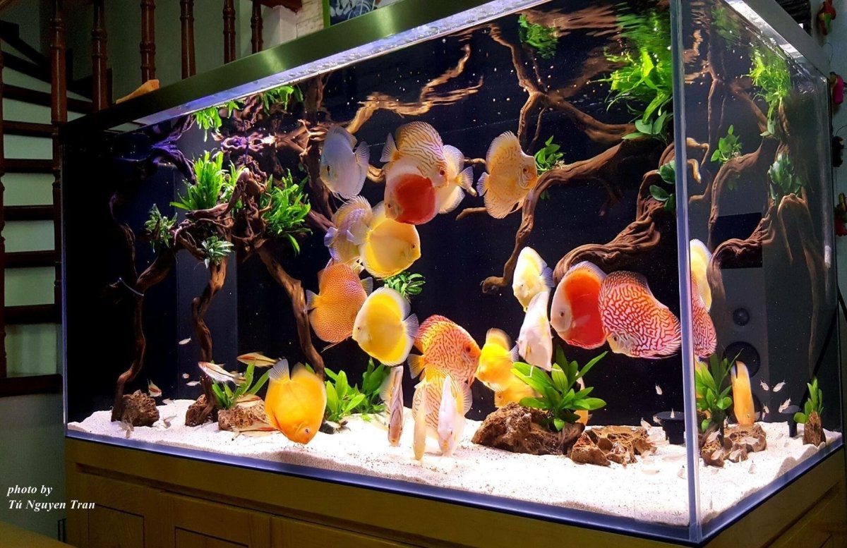 Дубай Шарджа аквариум